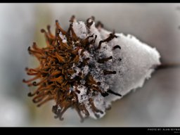 frost2